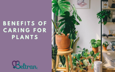 Benefits of Caring for Plants