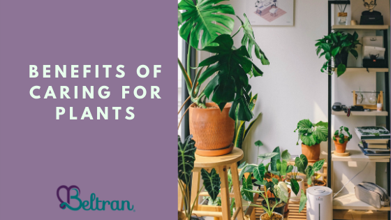 Benefits of Caring for Plants