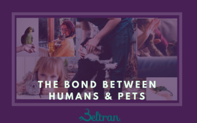 The Bond between Humans & Pets